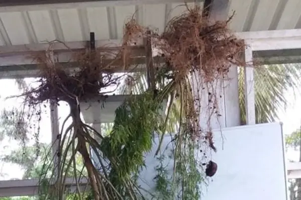 Police Uproots Marijuana Plants in West Rennell