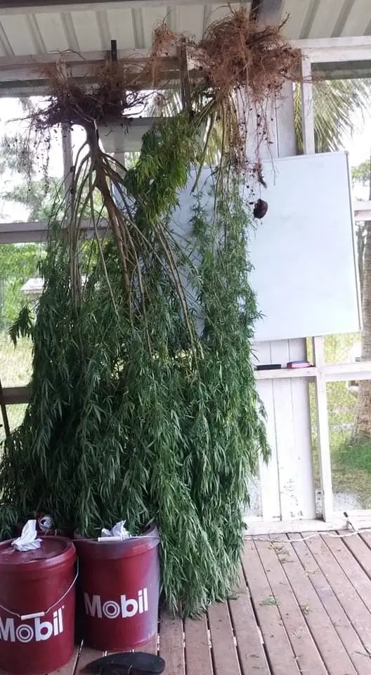 Police Uproots Marijuana Plants in West Rennell