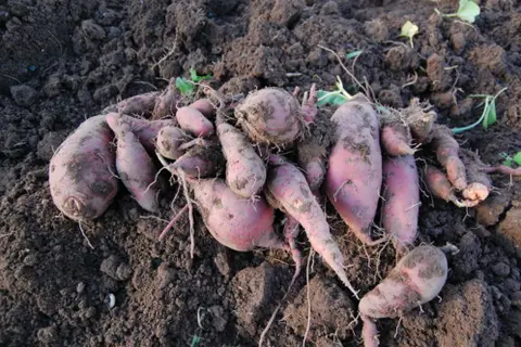 Communities that have mainly depended on sweet potato as their staple crop are having to diversify to produce more sustainable food sources.