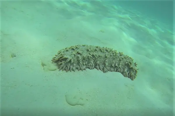 Diving for these marine creatures has become big business for those in the rural areas, especially when there are few economic alternatives.