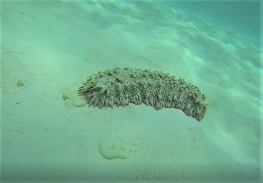 Diving for these marine creatures has become big business for those in the rural areas, especially when there are few economic alternatives.