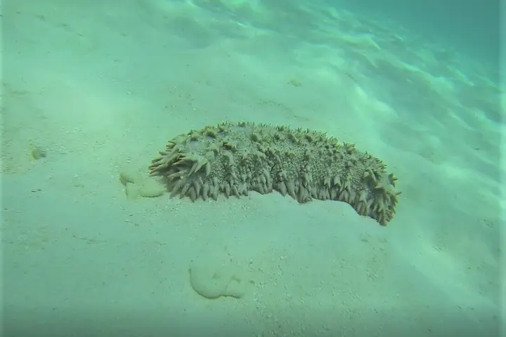 Diving for these marine creatures has become big business for those in the rural areas, especially when there are few economic alternatives.