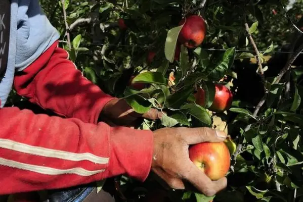 There are about 500 Solomon Islands workers in New Zealand and a lesser but growing number in Australia with 20 more due to depart this week.