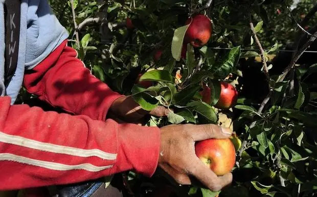 There are about 500 Solomon Islands workers in New Zealand and a lesser but growing number in Australia with 20 more due to depart this week.