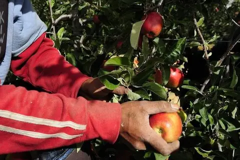 There are about 500 Solomon Islands workers in New Zealand and a lesser but growing number in Australia with 20 more due to depart this week.