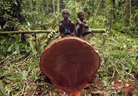 A Forestry expert has warned that Solomon Islands forest will inevitably become a “sunset industry” facing almost a complete depletion of forest resources from 2015 up to the late 2020’s.