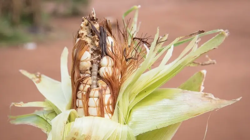 "Pests and diseases related to plant or animal products are often found in personal effects and cargo carried by travelling passengers,” said SPC Biosecurity Officer Riten Gosai.