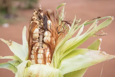 "Pests and diseases related to plant or animal products are often found in personal effects and cargo carried by travelling passengers,” said SPC Biosecurity Officer Riten Gosai.
