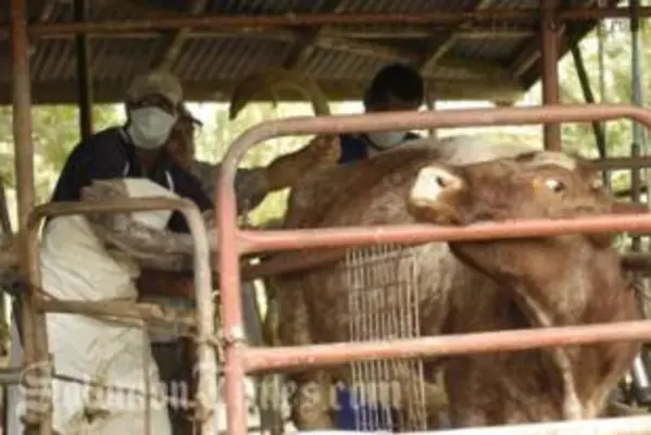 Agriculture officers testing cattle for Brucellosis in Tailevu, Fiji.