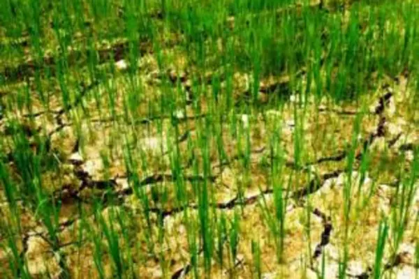 "Our traditional crops do well during such dry spells, rice farmers will have to consider diversifying their crops as it will be a challenge to expect good rice harvest."