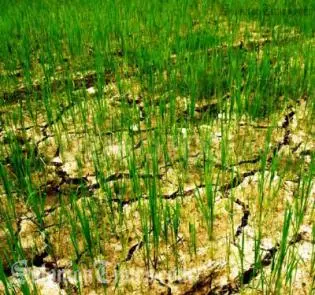 "Our traditional crops do well during such dry spells, rice farmers will have to consider diversifying their crops as it will be a challenge to expect good rice harvest."