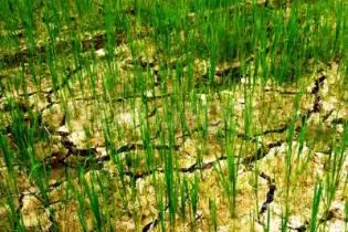 "Our traditional crops do well during such dry spells, rice farmers will have to consider diversifying their crops as it will be a challenge to expect good rice harvest."