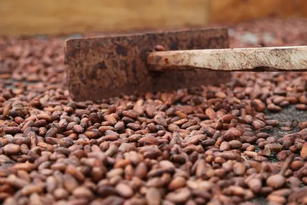 With 75% of export earnings retained by the producer and 50% of producers are women the cocoa industry provides a livelihood for many involved in its production.
