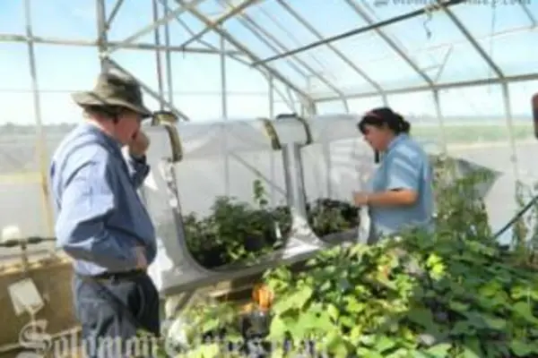 SPC Builds Capacity for Sweet Potato Virus Testing