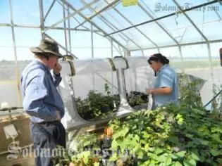 SPC Builds Capacity for Sweet Potato Virus Testing
