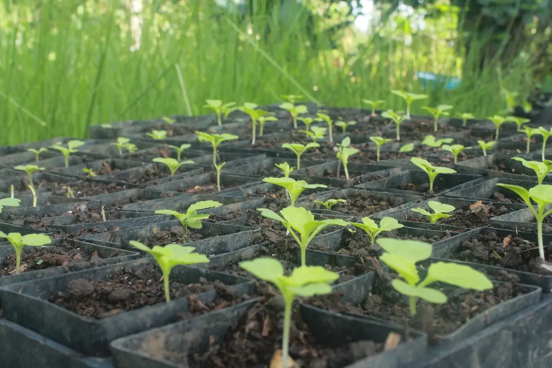 Demand for Seeds High, First Handover Done