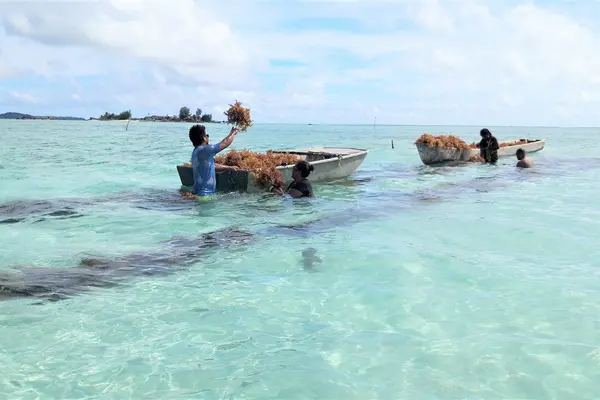 Tatoke says monies from the seaweed business pays for his children’s education.