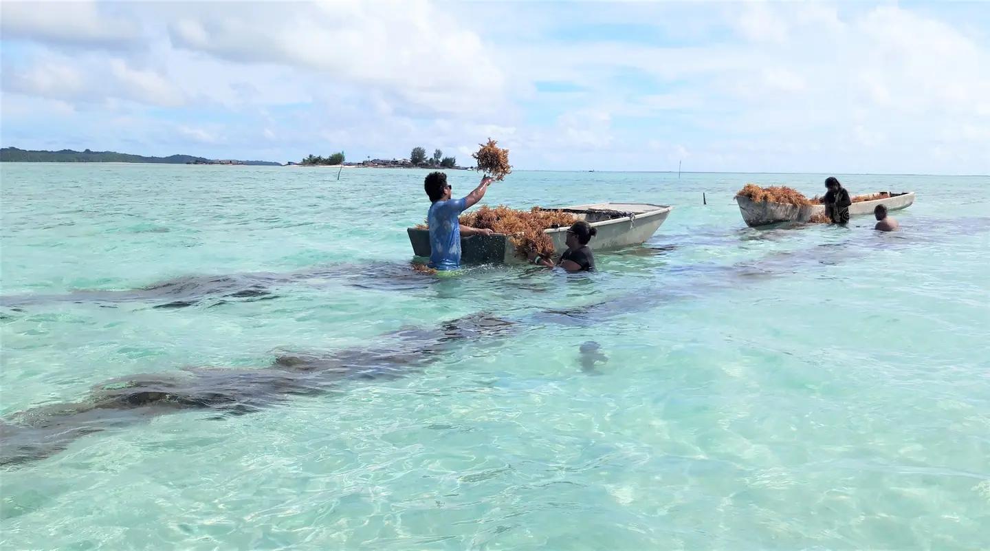 Tatoke says monies from the seaweed business pays for his children’s education.