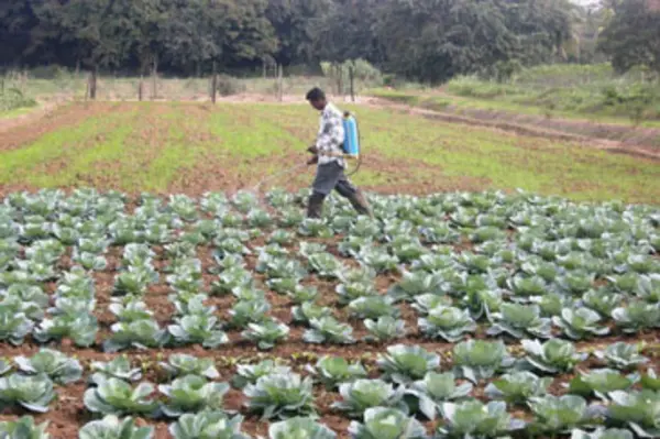 SPC Supports Production of Vegetables, Safe for Human Consumption