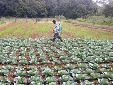 SPC Supports Production of Vegetables, Safe for Human Consumption