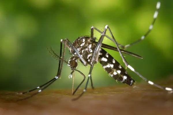 According to the latest World Health Organisation malaria report, Solomon Islands is dealing with more than 160,000 cases a year and, even though the government has a plan to eliminate malaria by 2030, the country hasn&#39;t adapted to the mosquitoes&#39; new behaviour.  