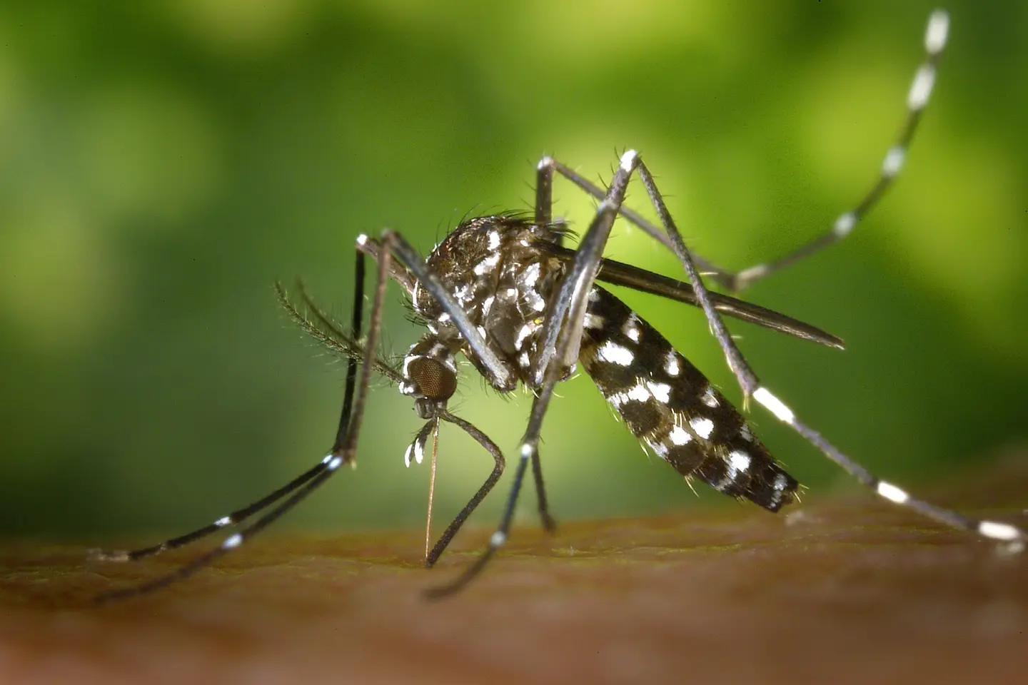 According to the latest World Health Organisation malaria report, Solomon Islands is dealing with more than 160,000 cases a year and, even though the government has a plan to eliminate malaria by 2030, the country hasn't adapted to the mosquitoes' new behaviour.