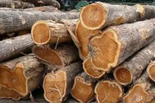 Past governments have used expansionary fiscal policies, which basically encouraged more government spending but slightly less tax, because of the boom in the forestry sector in past decades.