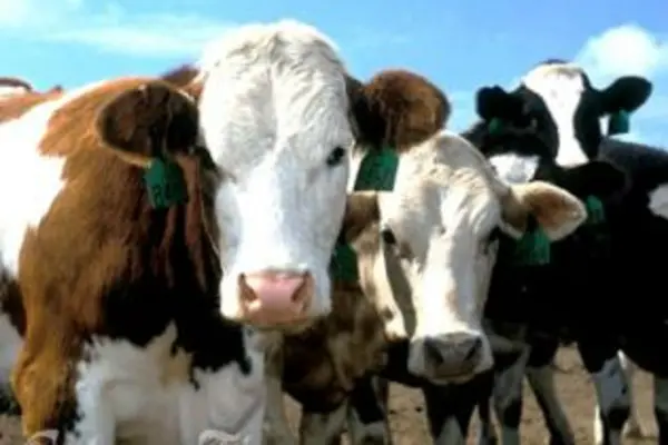 It seems likely that the government will look to Vanuatu, which has been producing some of the world's best beef for years.
