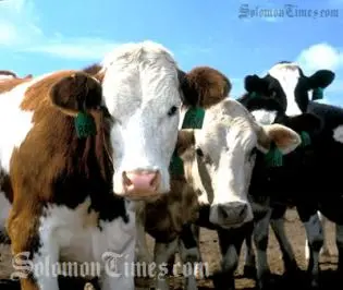 It seems likely that the government will look to Vanuatu, which has been producing some of the world's best beef for years.