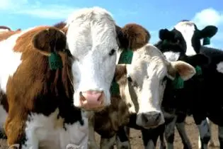 It seems likely that the government will look to Vanuatu, which has been producing some of the world's best beef for years.