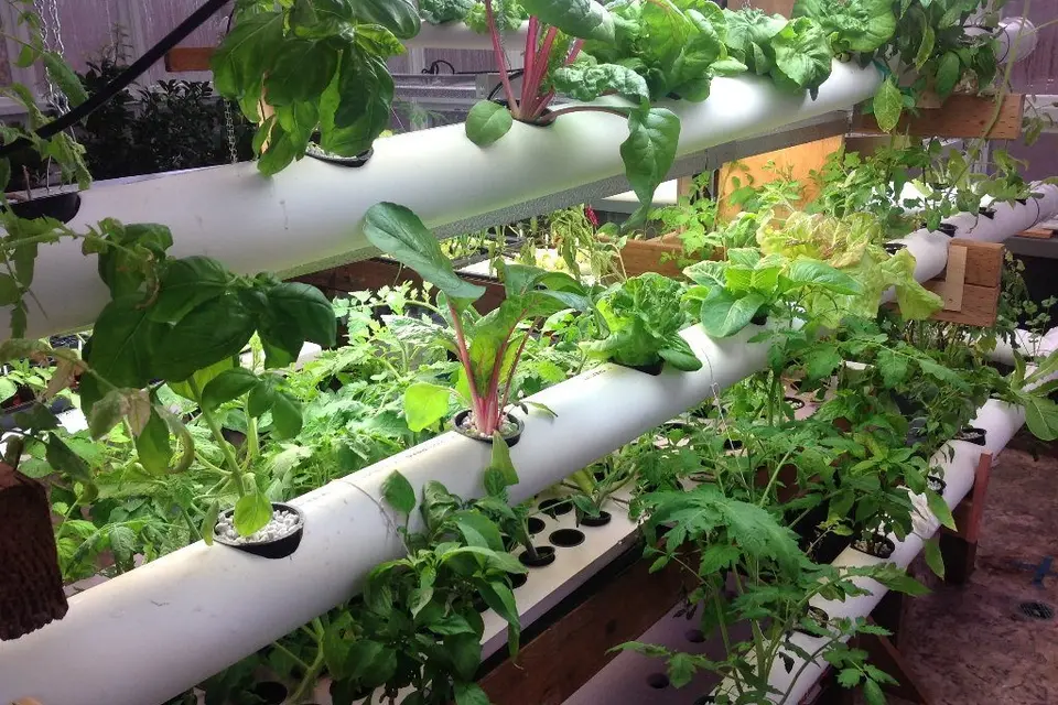 Instead of PVC pipes one can try using bamboos, there are plenty of them.