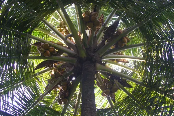 The Solomon Islands virgin coconut oil export industry is facing high competition from other suppliers in the Pacific and South East Asia regions, including Fiji, Samoa, Thailand and the Philippines.