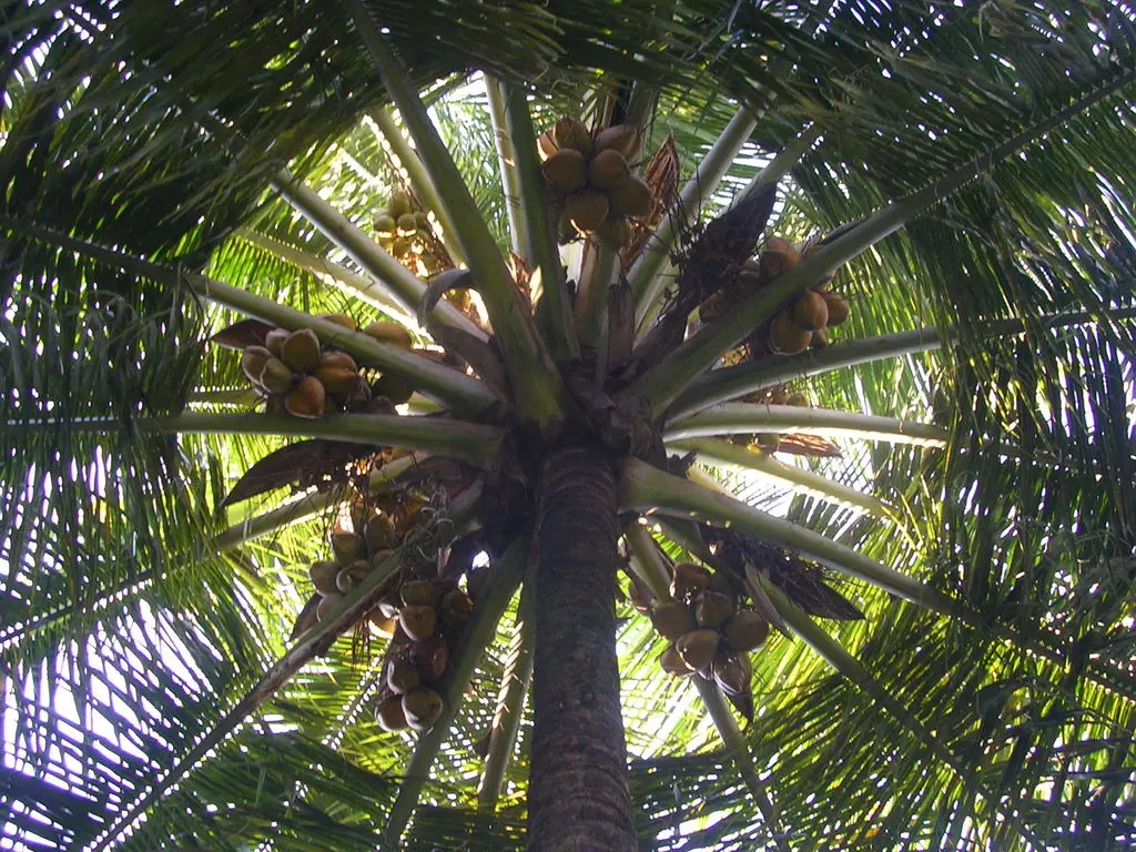 The Solomon Islands virgin coconut oil export industry is facing high competition from other suppliers in the Pacific and South East Asia regions, including Fiji, Samoa, Thailand and the Philippines.