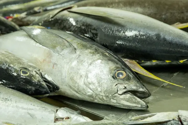 The Bina Harbour Onshore Processing Plant and the Aruligo Tilapia Aquaculture Center in Guadalcanal are the two flagship projects implemented by the Ministry as national projects that are projected to enhance fisheries activities for people.