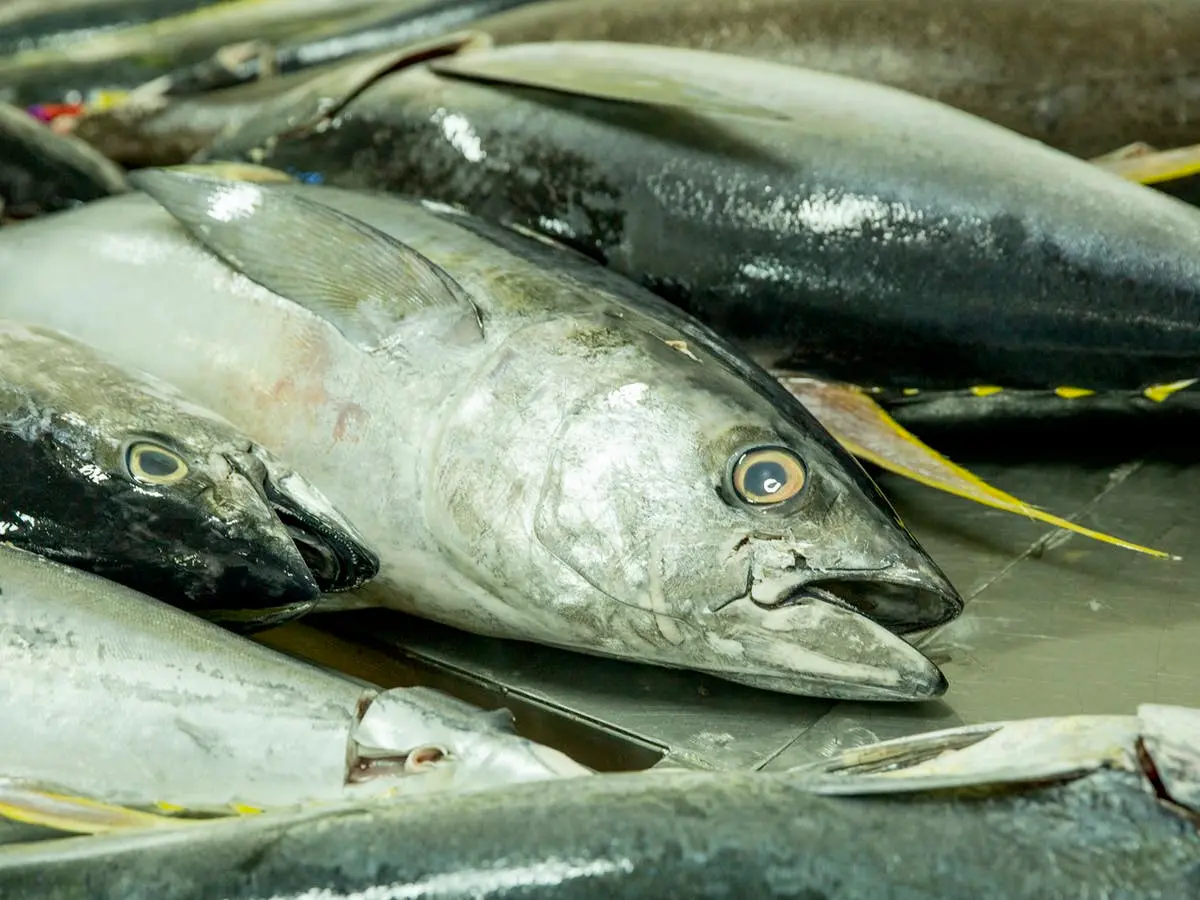 The Bina Harbour Onshore Processing Plant and the Aruligo Tilapia Aquaculture Center in Guadalcanal are the two flagship projects implemented by the Ministry as national projects that are projected to enhance fisheries activities for people.