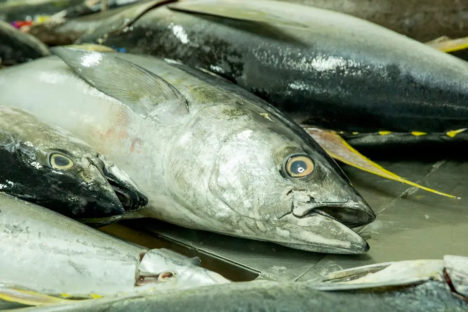 The Bina Harbour Onshore Processing Plant and the Aruligo Tilapia Aquaculture Center in Guadalcanal are the two flagship projects implemented by the Ministry as national projects that are projected to enhance fisheries activities for people.