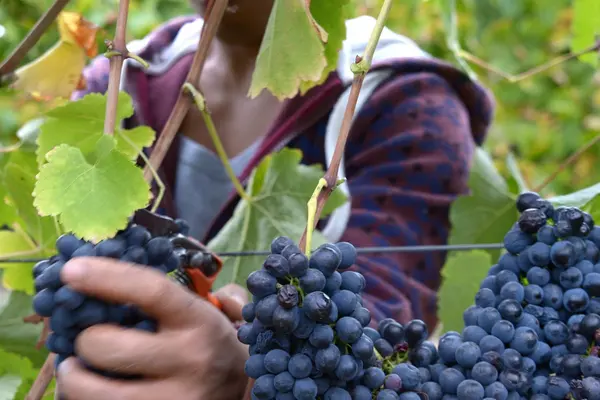 The reality that local food relies on global migration is one consumers and marketers can and do ignore, but policymakers absolutely shouldn’t.