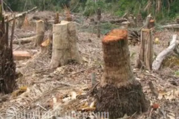 Shift2Neutral and the Solomon Islands Carbon Project believe this can be achieved with real benefits to local stakeholders.