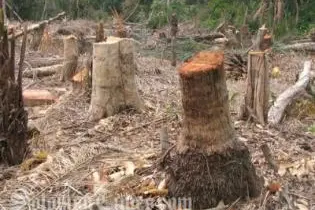 Shift2Neutral and the Solomon Islands Carbon Project believe this can be achieved with real benefits to local stakeholders.