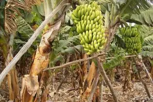 It is understood that the Ministry is currently assessing food security within rural communities, one that would provide an important benchmark for future policy responses.