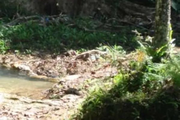 The area where the body was said to have been discovered by villagers.