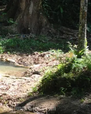 The area where the body was said to have been discovered by villagers.