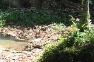 The area where the body was said to have been discovered by villagers.