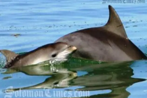Dolphin Exporter Wins Court Case