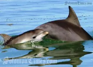 Dolphin Exporter Wins Court Case