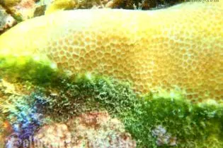 SW Pacific 2009 photographic evidence clearly shows algae in a green line between dead and healthy coral.
