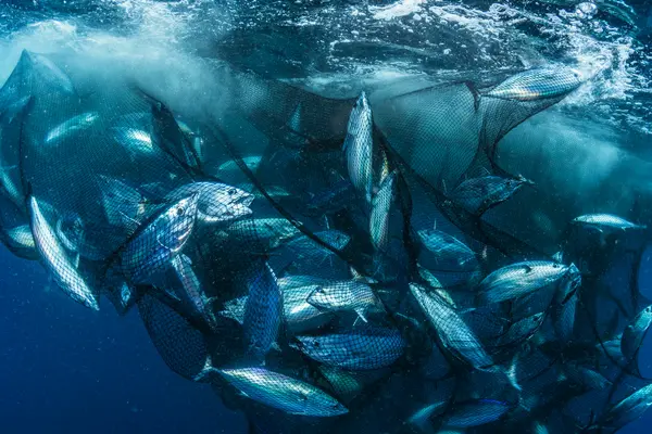 The Western and central Pacific Ocean skipjack tuna is one of the most valuable fish in the world. Worth more than US $9.65 billion at the final point of sale, it is the third most-caught fish in the world. While it is currently a healthy stock, it needs strong rules in place to ensure that catch remains sustainable.