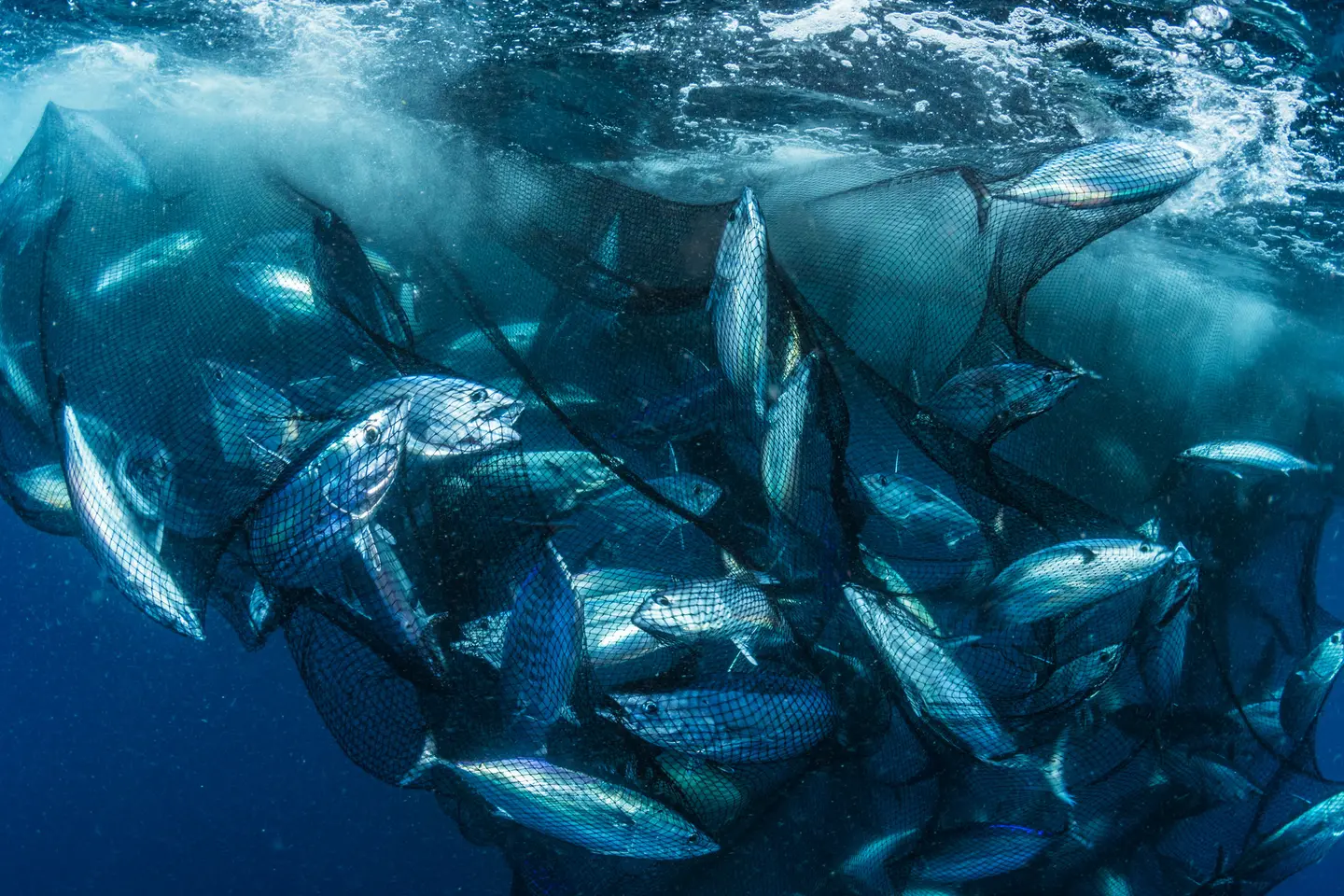 The Western and central Pacific Ocean skipjack tuna is one of the most valuable fish in the world. Worth more than US $9.65 billion at the final point of sale, it is the third most-caught fish in the world. While it is currently a healthy stock, it needs strong rules in place to ensure that catch remains sustainable.