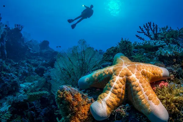 Dive sites in the Solomon Islands are wonderfully accessible, with the majority of sites located close to shore with just a few requiring a long journey out on a boat.