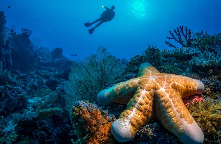Dive sites in the Solomon Islands are wonderfully accessible, with the majority of sites located close to shore with just a few requiring a long journey out on a boat.